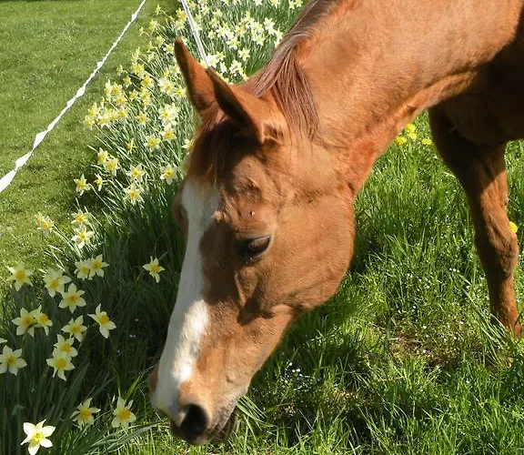 Bed and Breakfast Seguendo L'oca